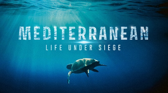 Mediterranean: Life Under Siege