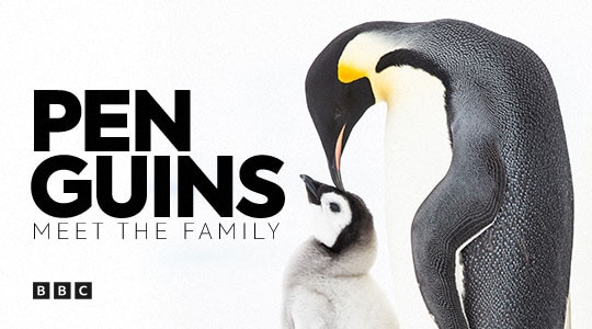 Penguins: Meet the Family