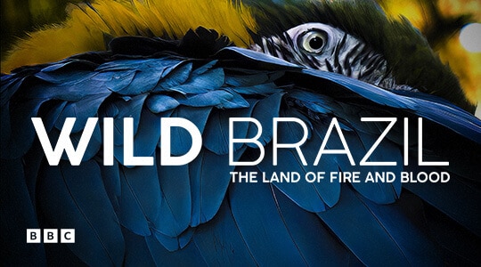 wild brazil