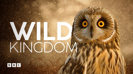 Wild Kingdom