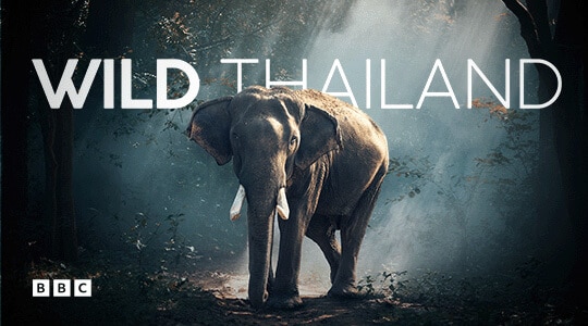 wild thailand