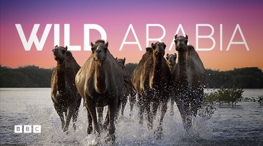 Wild Arabia