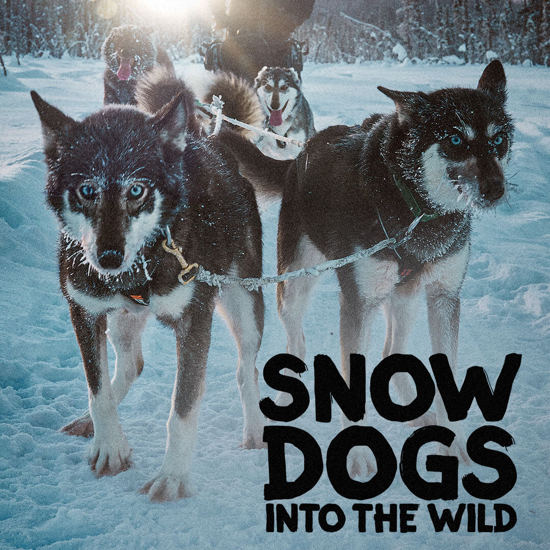 Into the wild dog outlet
