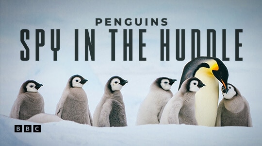 penguins: spy in the huddle