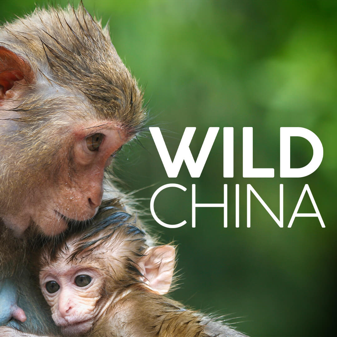 Watch Wild China on BBC Select
