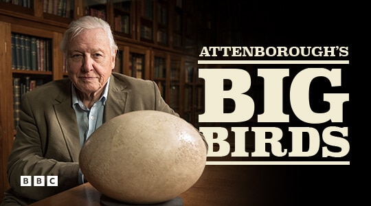 Attenborough's Big Birds