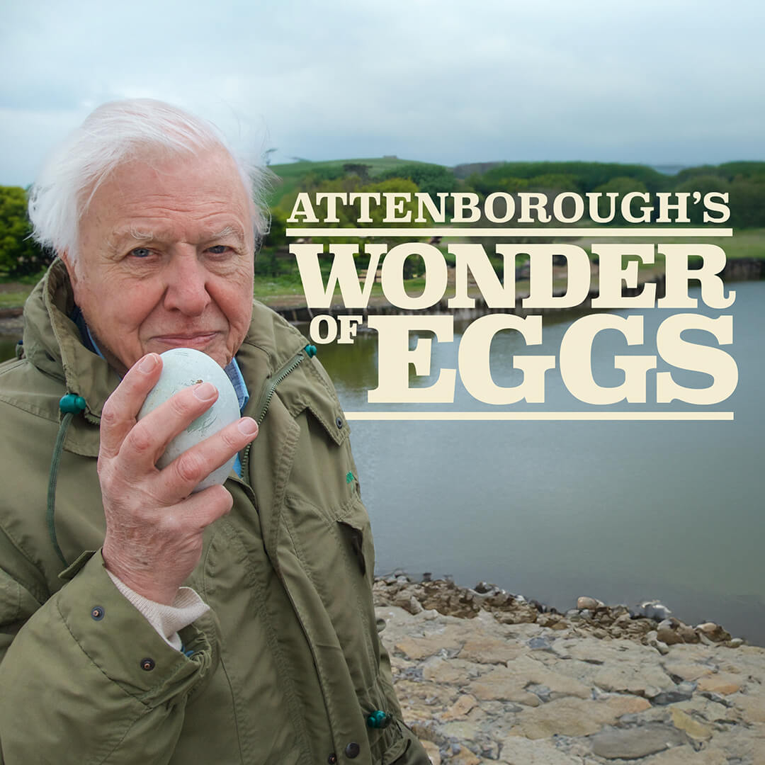 Watch Attenborough's Wonder of Eggs on BBC Select