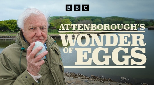 Attenborough's Wonder of Eggs