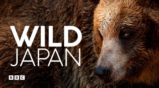 wild japan