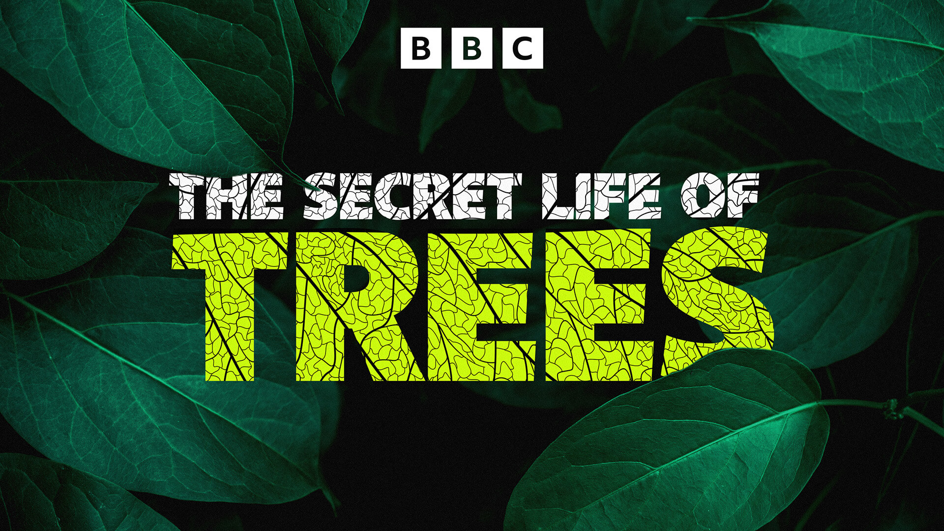The secret life of trees