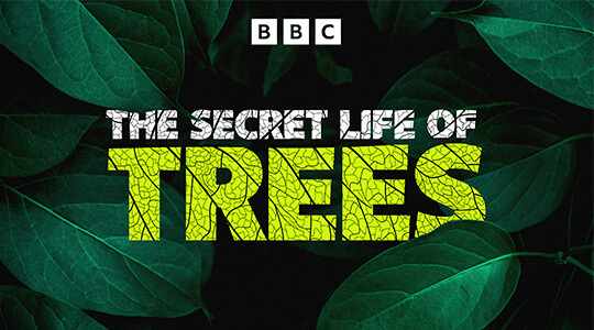 The secret life of trees