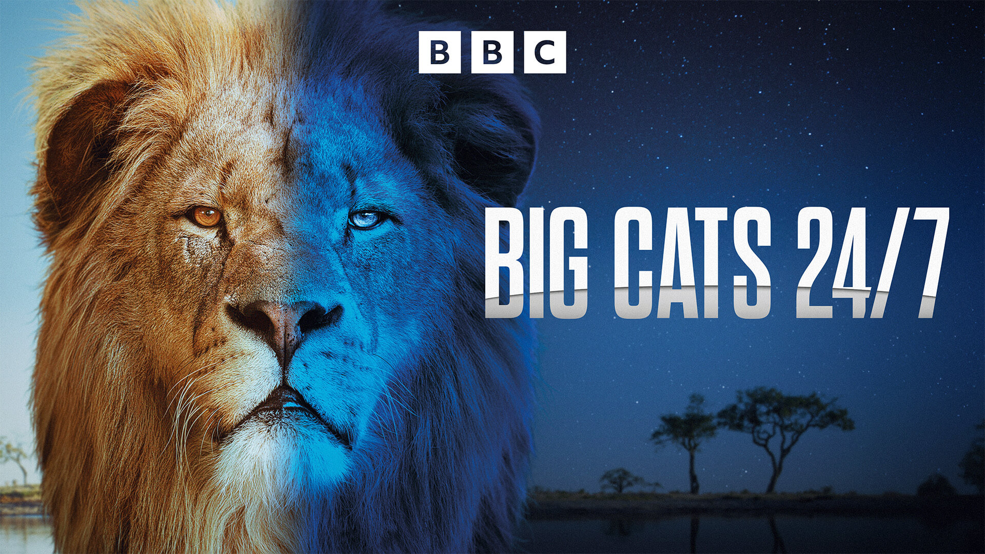 Big Cats 24/7