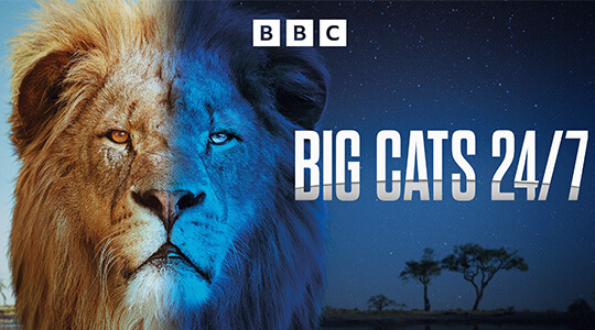Big Cats 24/7