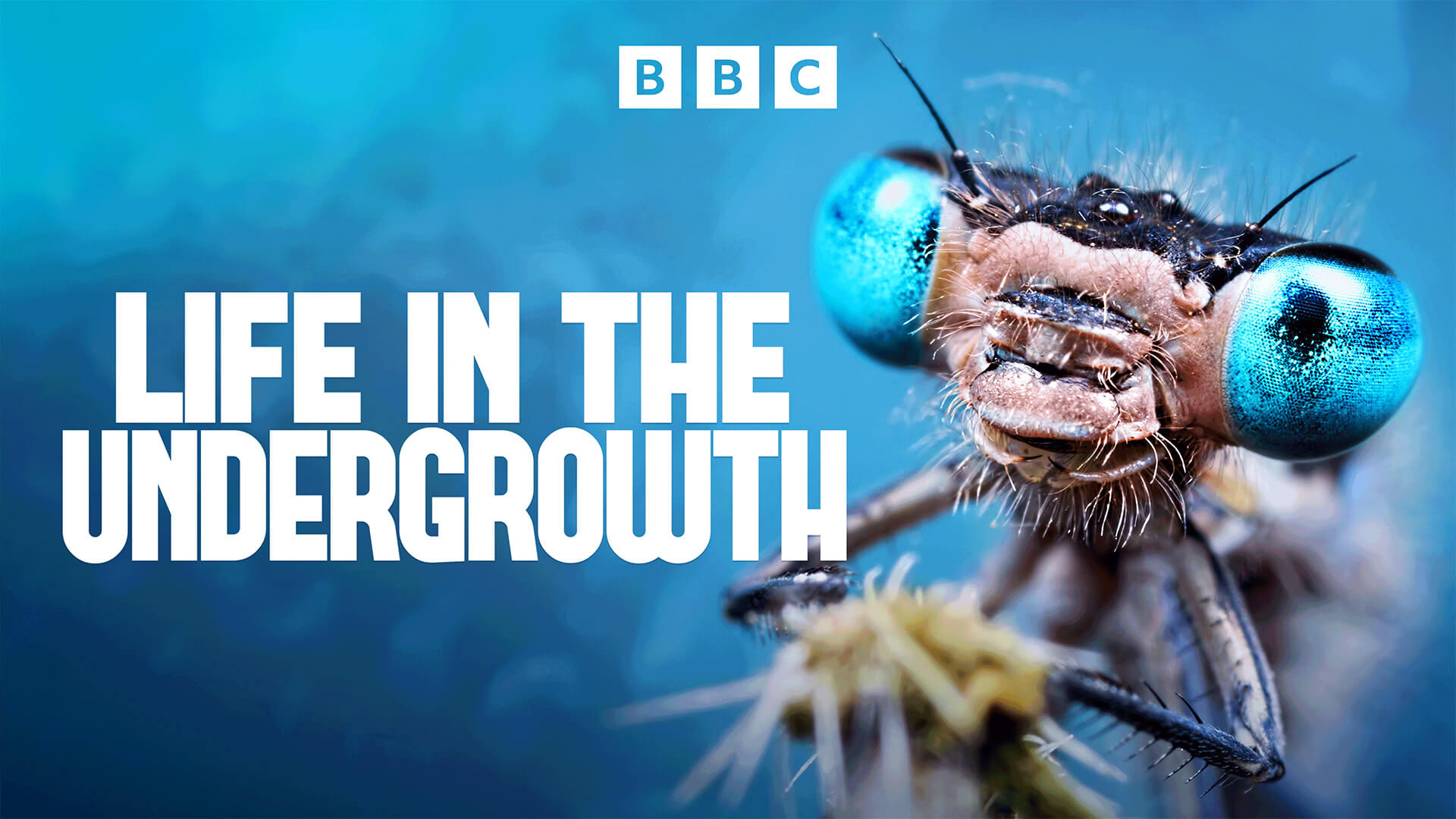 Life in the Undergrowth