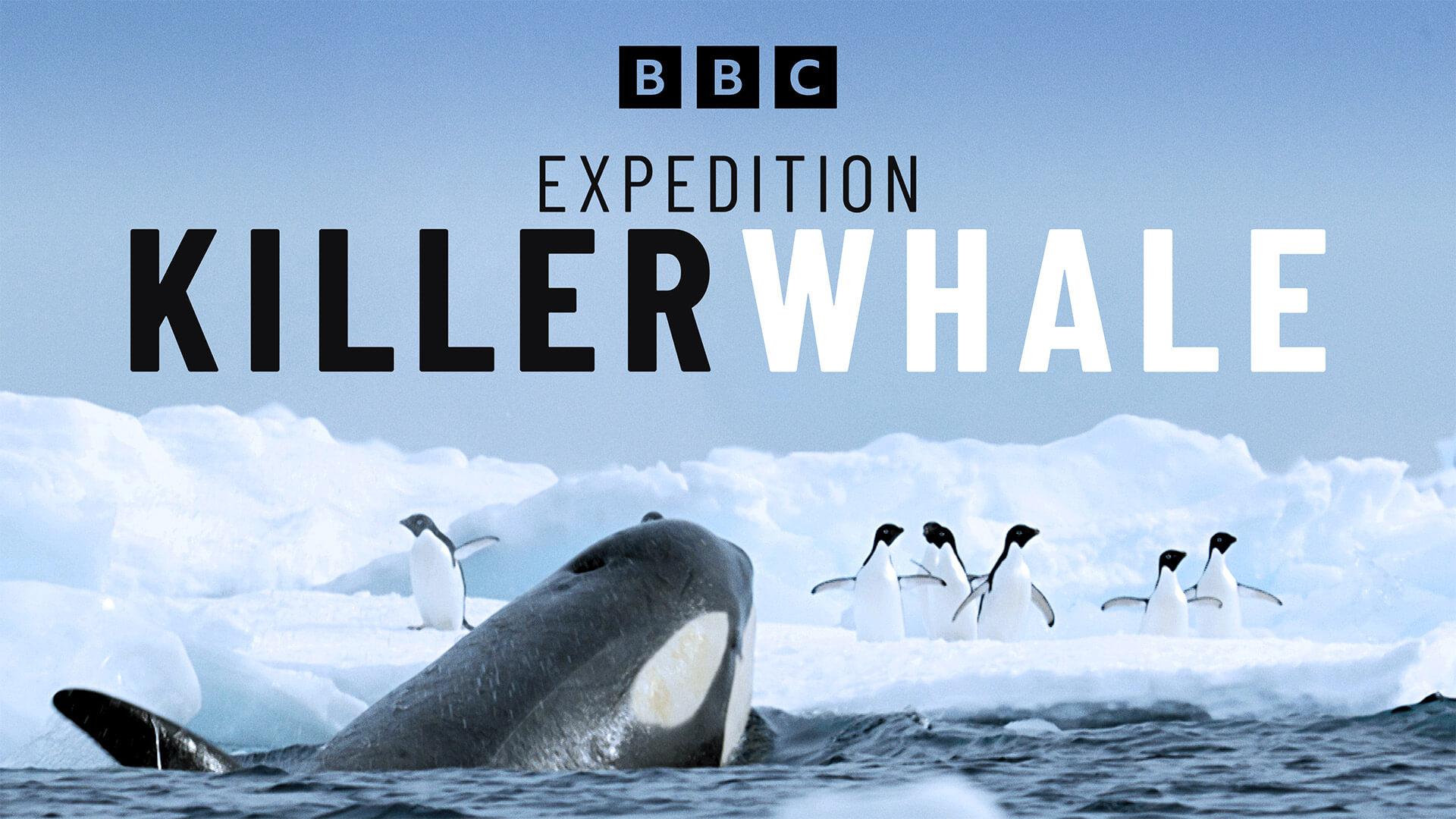 Expedition Killer Whale