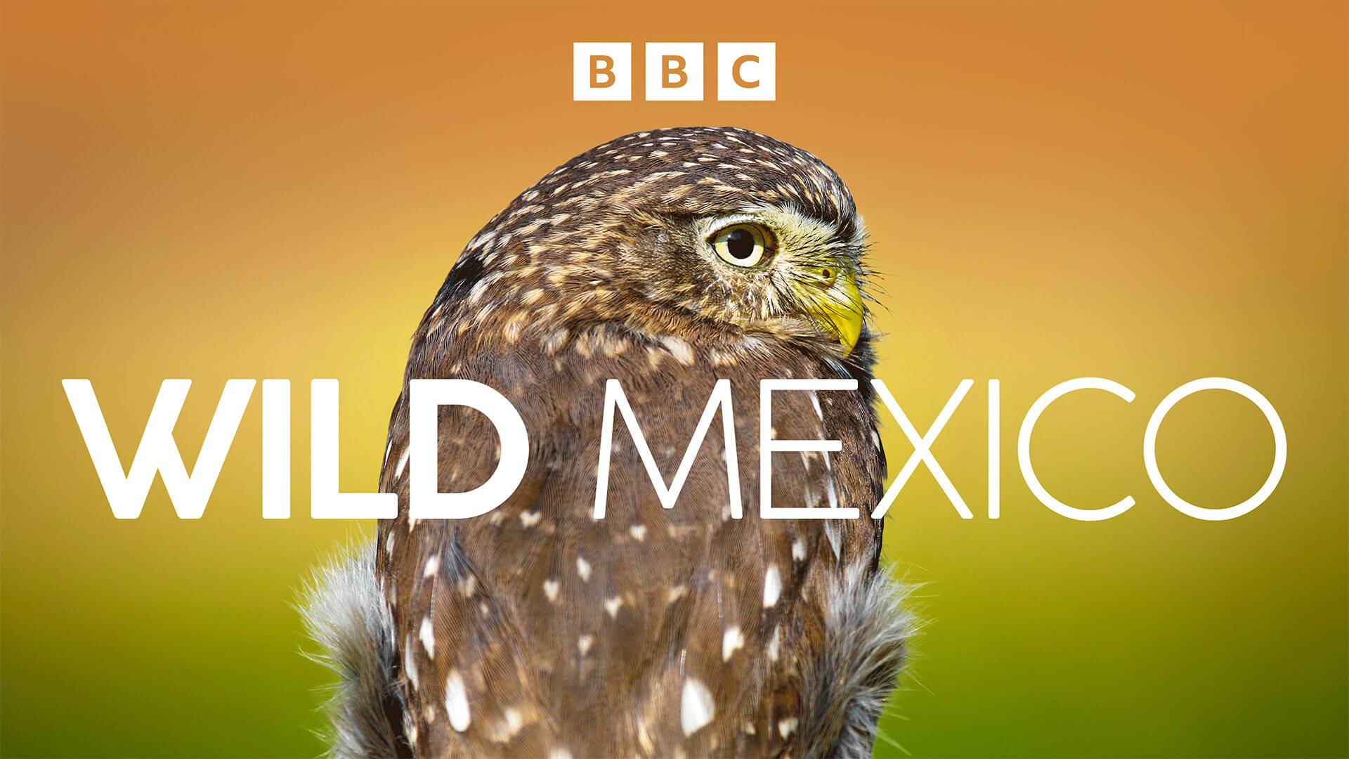 Wild Mexico