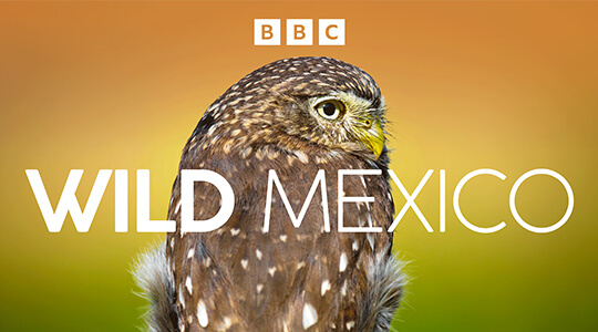 Wild Mexico